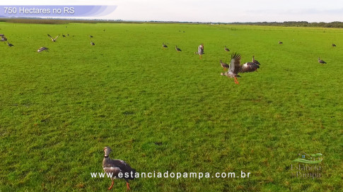 Os Tiranos - Bailando o chamamé [VDownloader].00_02_58_04.Quadro013_3bd200063cee4c529c0430939fb4b646af93d105.jpg